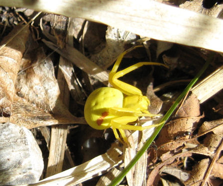 Misumena vatia